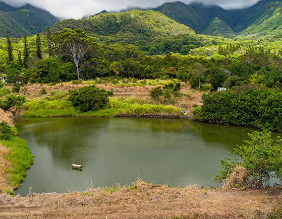 Waiehu Properties
