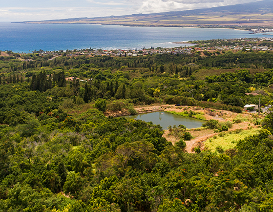 Waiehu Properties
